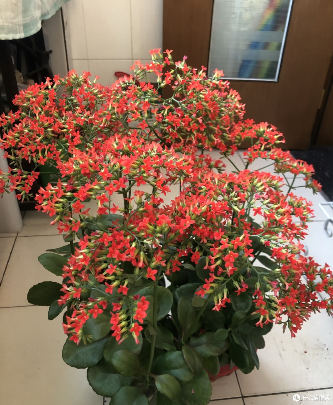 大叔1盆长寿花养了15年,“是真很长寿”:红彤彤的爆花真喜庆!