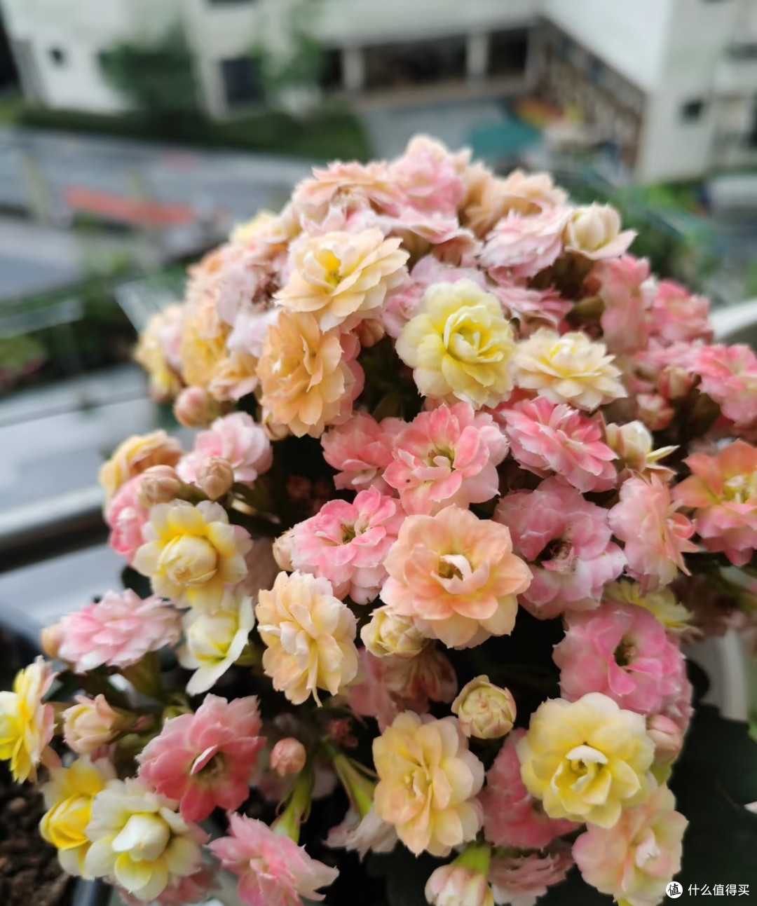 大叔1盆长寿花养了15年,“是真很长寿”:红彤彤的爆花真喜庆!