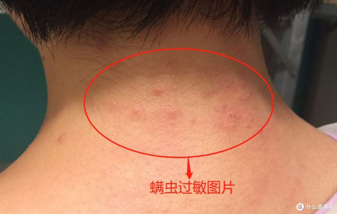 除螨仪有必要买贵的吗?十大热门品牌实测重磅推荐! 数据揭秘