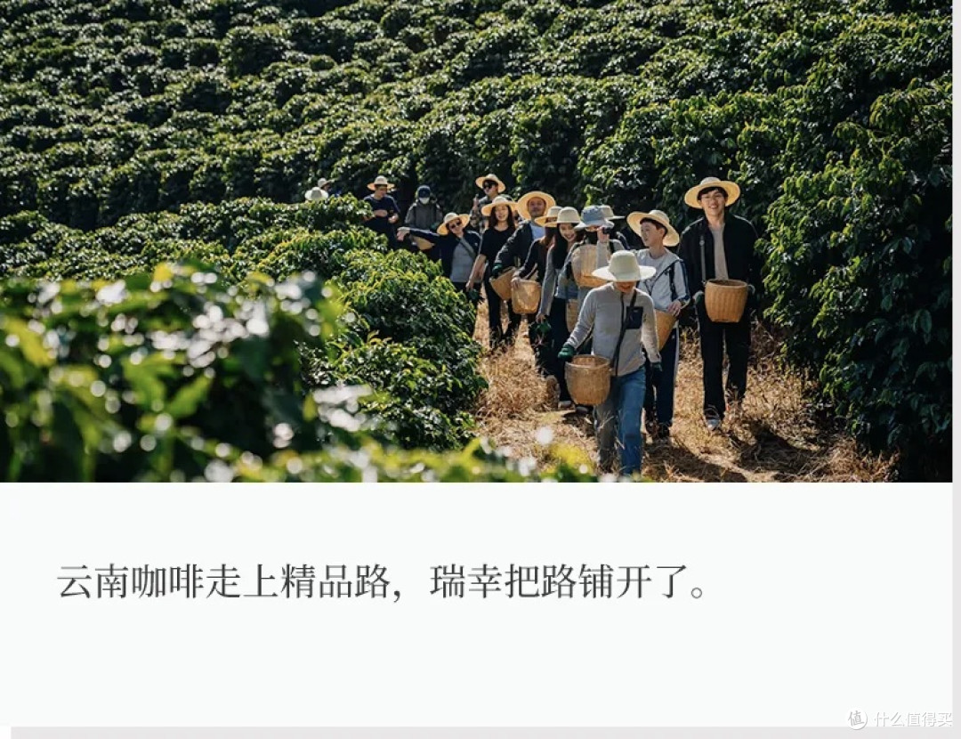 瑞幸助力云南咖啡精品化