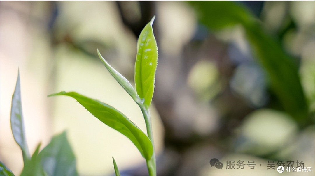 吴侨农场:彩云之南的生态匠心与产业交响
