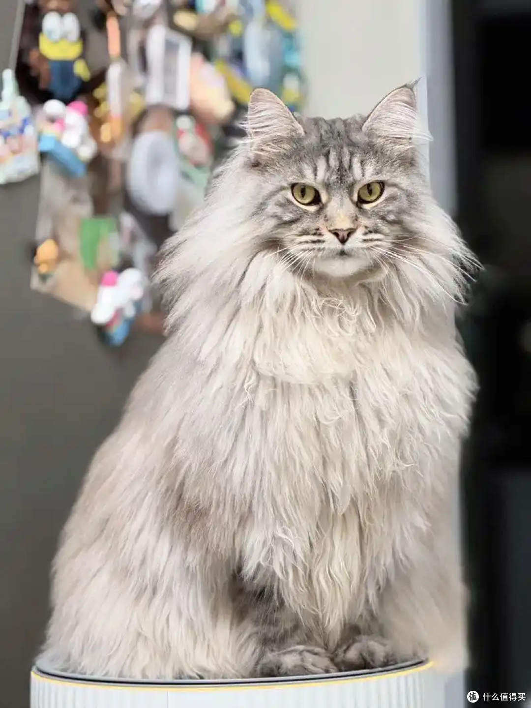养缅因猫别大意,这4点核心要做好