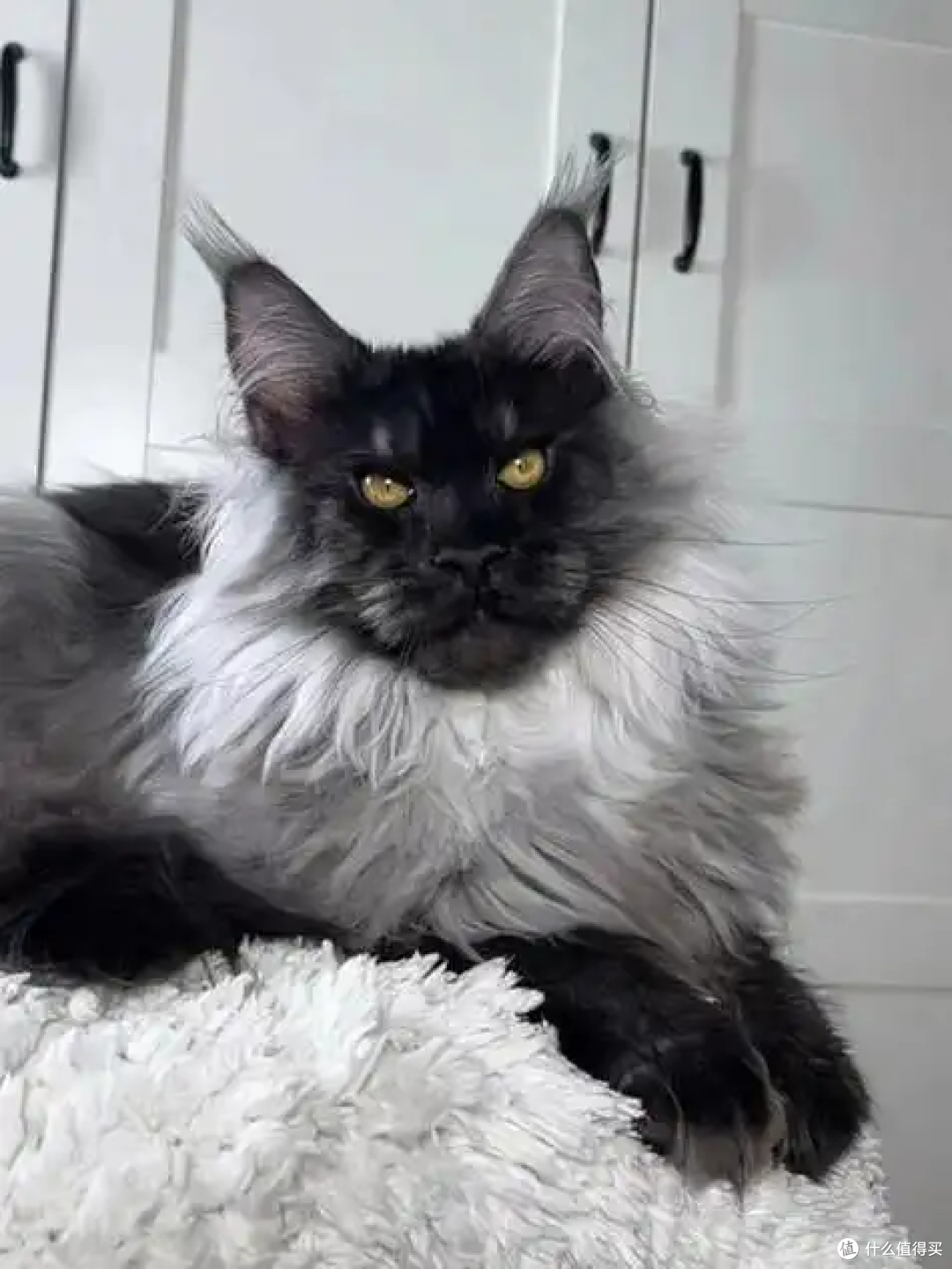 养缅因猫别大意,这4点核心要做好