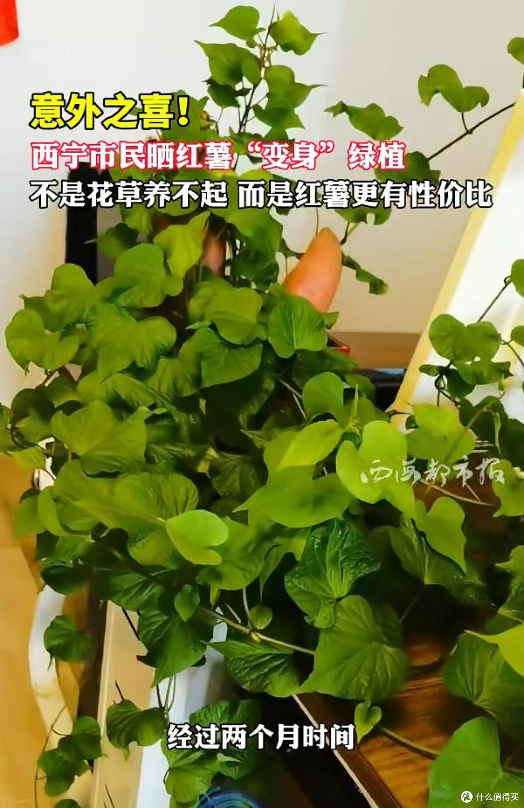 男子晒“红薯变身绿植”:不是花草养不起,而是红薯更有性价比~