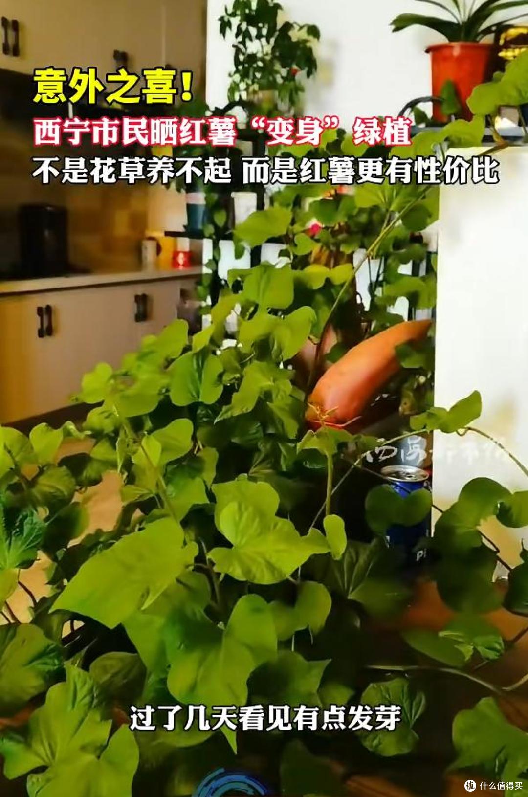 男子晒“红薯变身绿植”:不是花草养不起,而是红薯更有性价比~