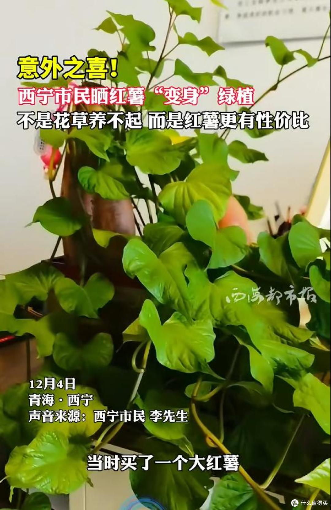 男子晒“红薯变身绿植”:不是花草养不起,而是红薯更有性价比~
