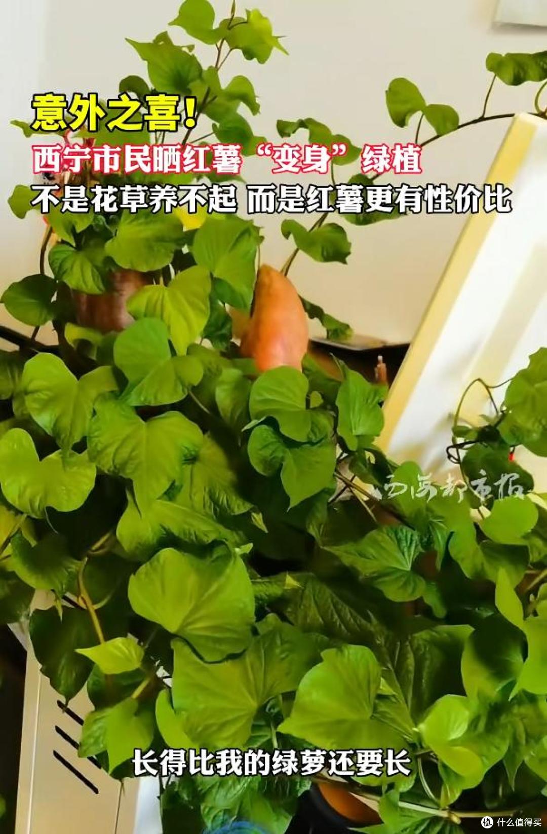 男子晒“红薯变身绿植”:不是花草养不起,而是红薯更有性价比~