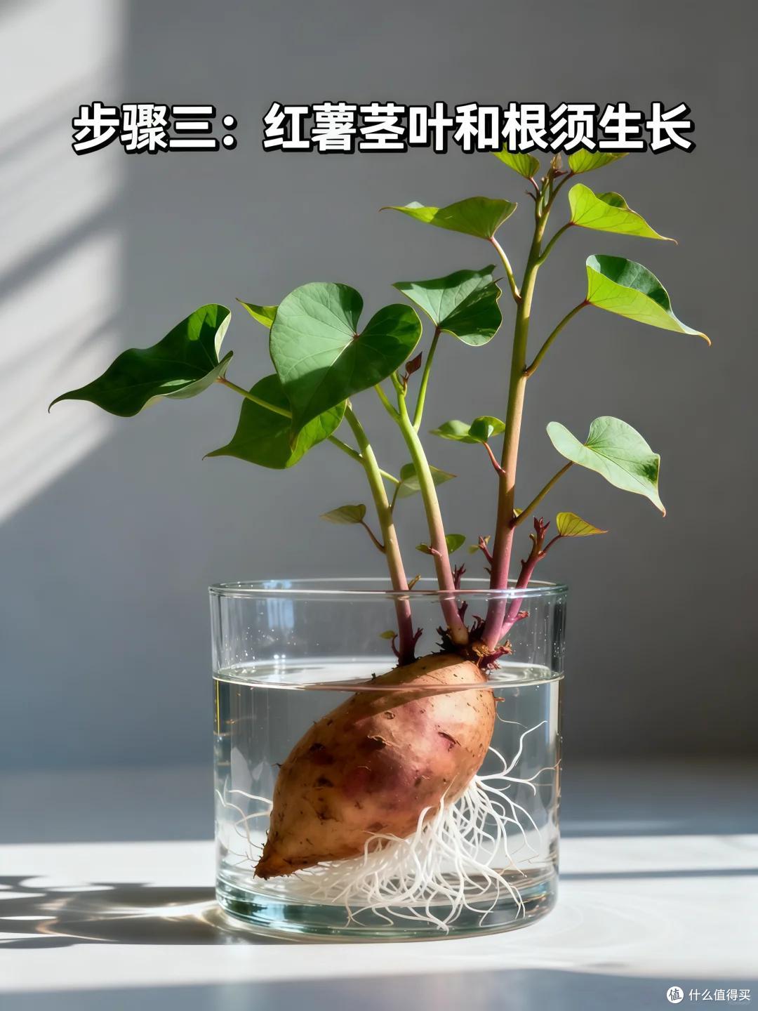 男子晒“红薯变身绿植”:不是花草养不起,而是红薯更有性价比~