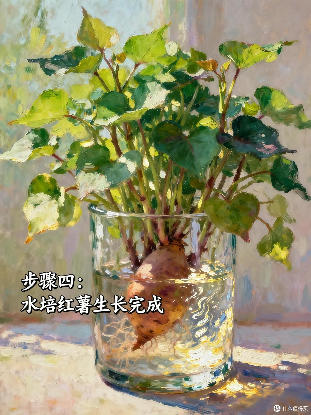 男子晒“红薯变身绿植”:不是花草养不起,而是红薯更有性价比~