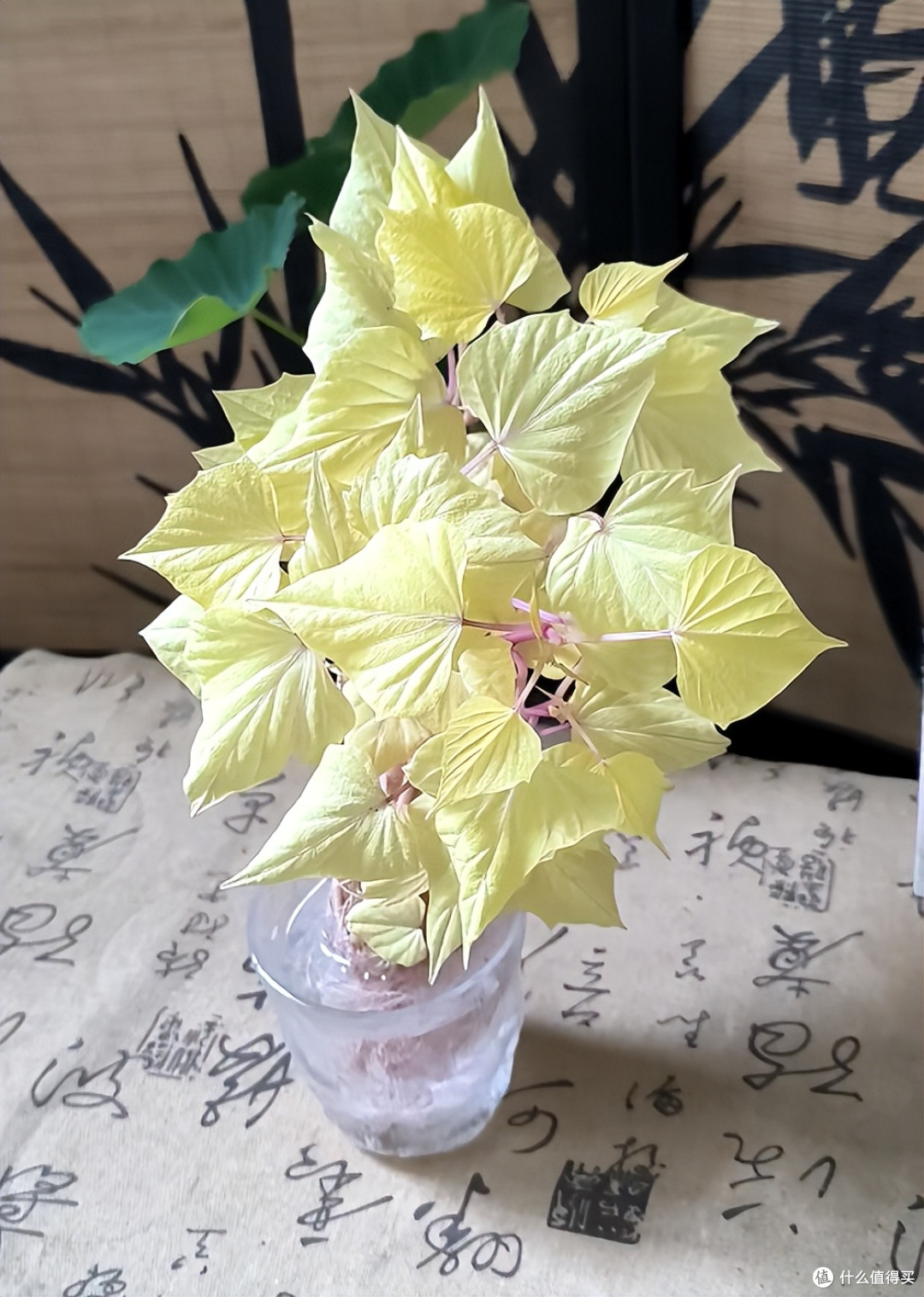 男子晒“红薯变身绿植”:不是花草养不起,而是红薯更有性价比~