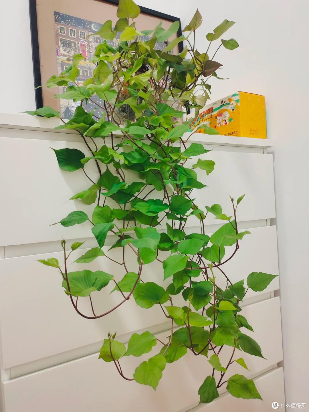 男子晒“红薯变身绿植”:不是花草养不起,而是红薯更有性价比~