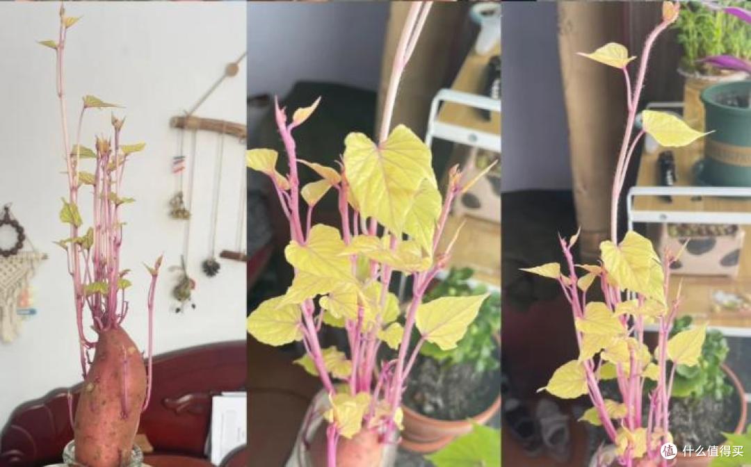 男子晒“红薯变身绿植”:不是花草养不起,而是红薯更有性价比~