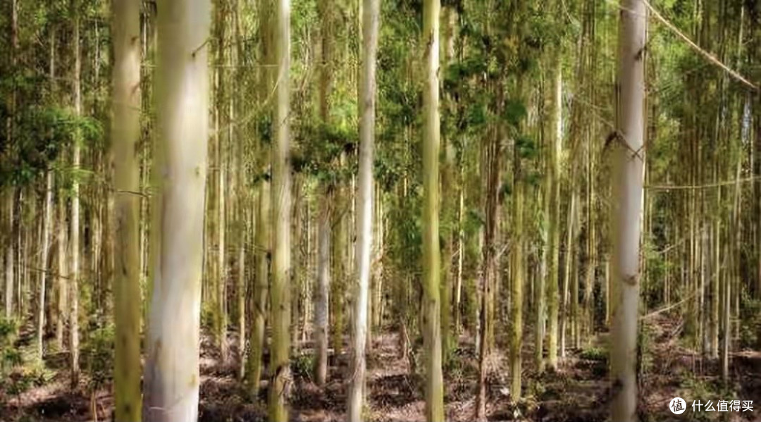 日本和美国早已禁种，中国为何依然大力种植？背后原因不简单