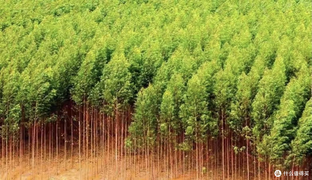日本和美国早已禁种，中国为何依然大力种植？背后原因不简单