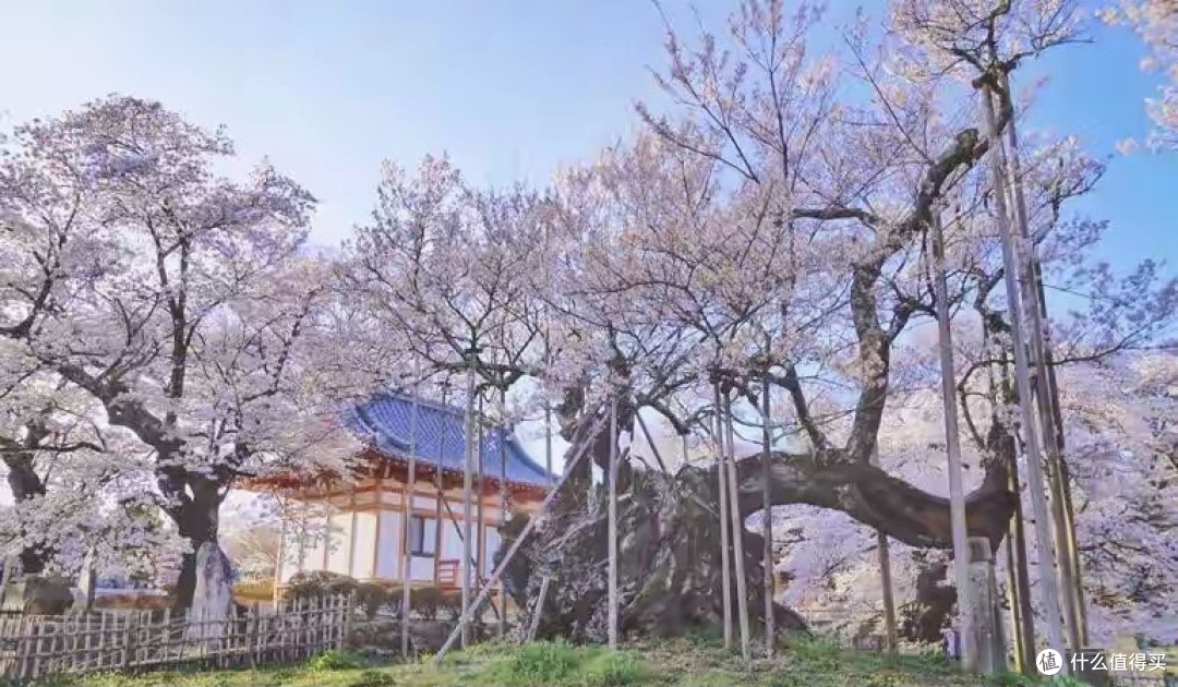 日本和美国早已禁种，中国为何依然大力种植？背后原因不简单