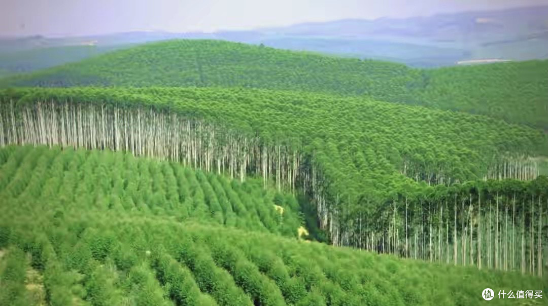 日本和美国早已禁种，中国为何依然大力种植？背后原因不简单