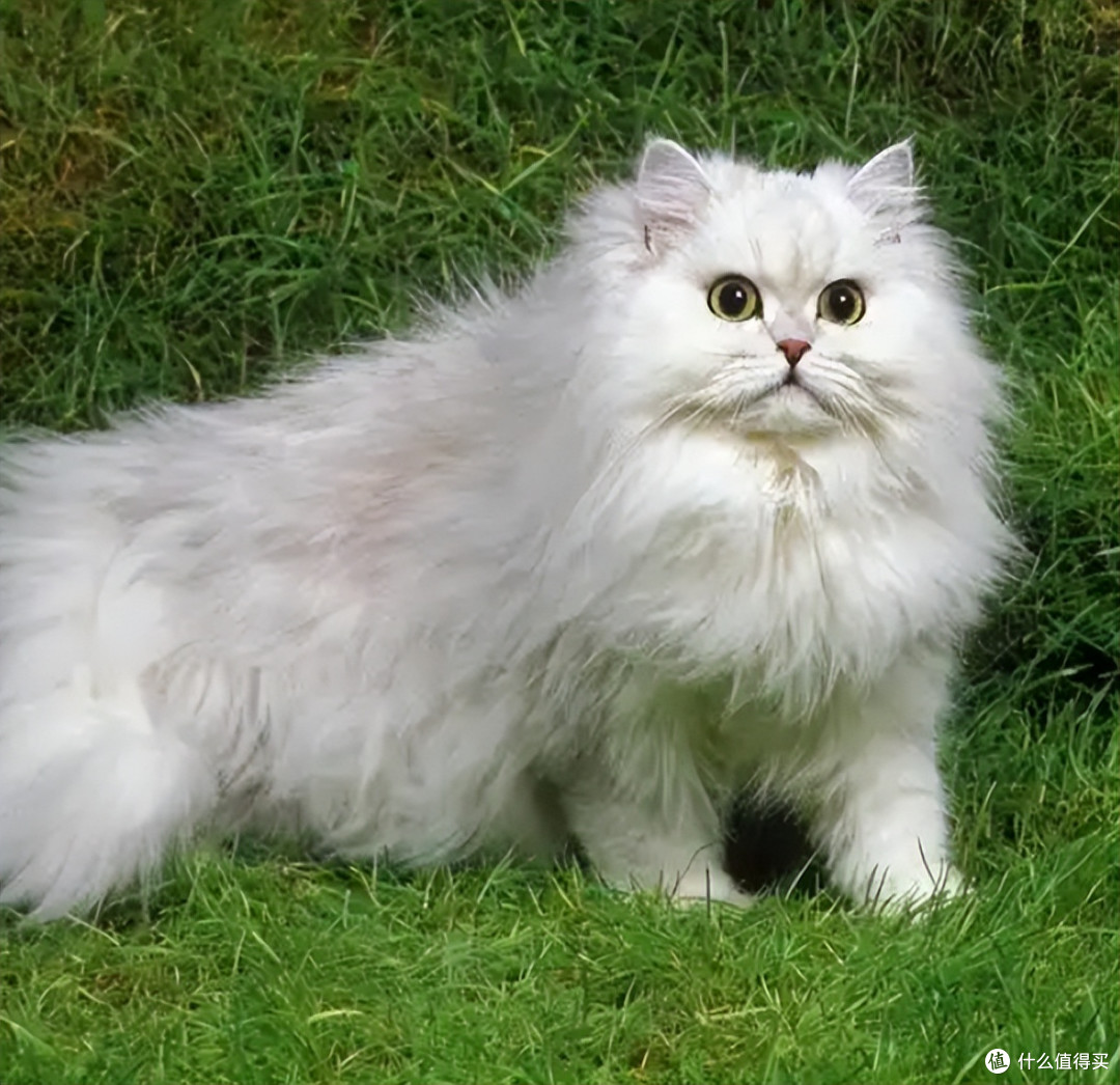 猫用空气净化器哪个好用?业内人教你 3 个避坑技巧,跟买准没错
