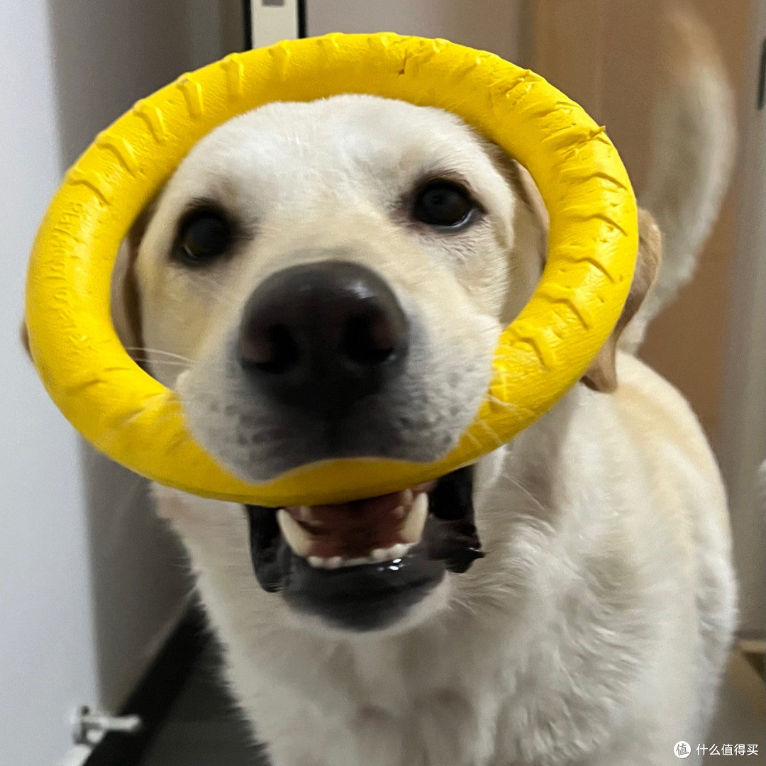 大型犬玩具一咬就烂?这款必须收藏