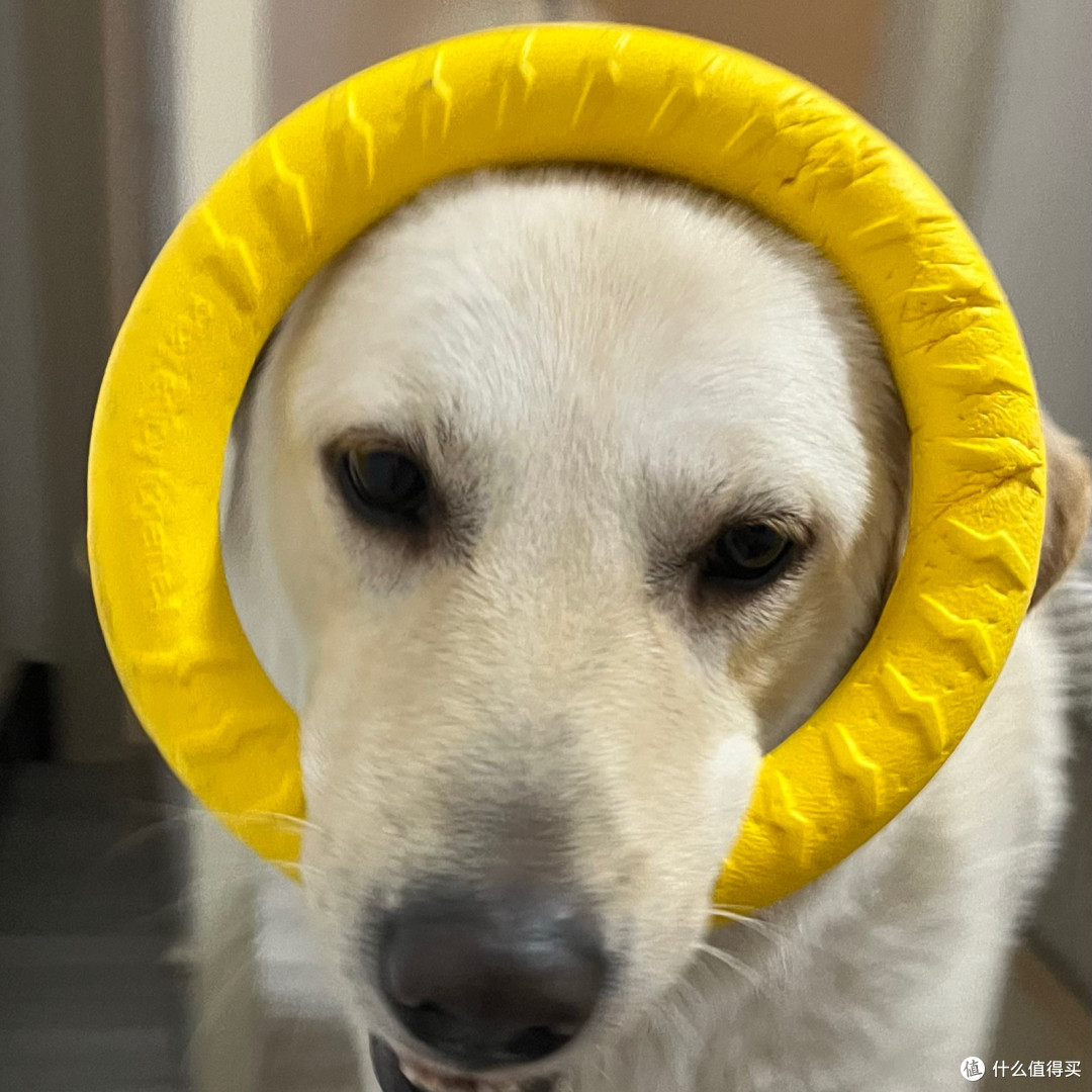 大型犬玩具一咬就烂?这款必须收藏