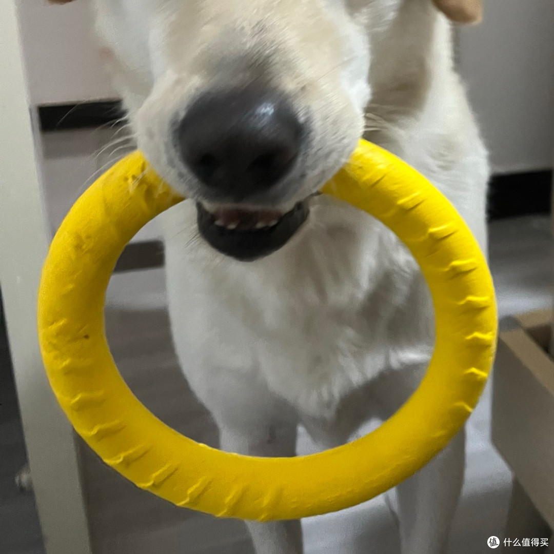 大型犬玩具一咬就烂？这款必须收藏