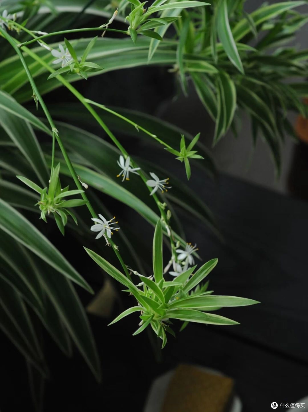 男子的吊兰“养出了高级感”,特有意境:优雅飘逸,活力十足!