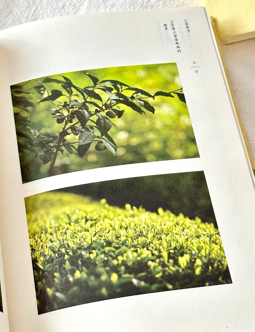 年度挚爱散文集!《月亮出来》治好了我的精神内耗