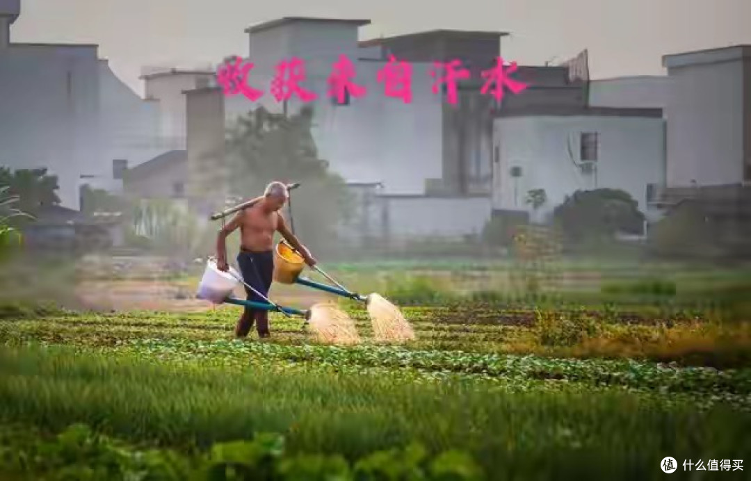 中国祖辈都在用“粪水浇菜”,欧洲科学家却才发现,为什么?