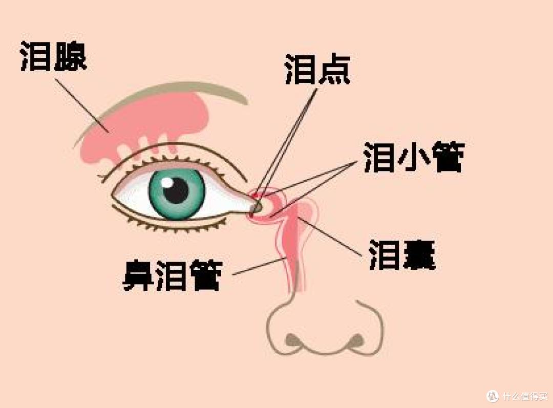 泪液系统解剖图