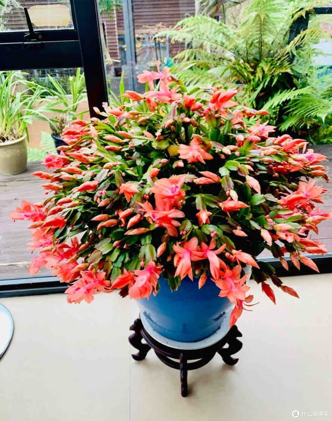 江苏一阿姨,“蟹爪兰开疯了”,红火又喜庆:花比叶多,好牛啊!