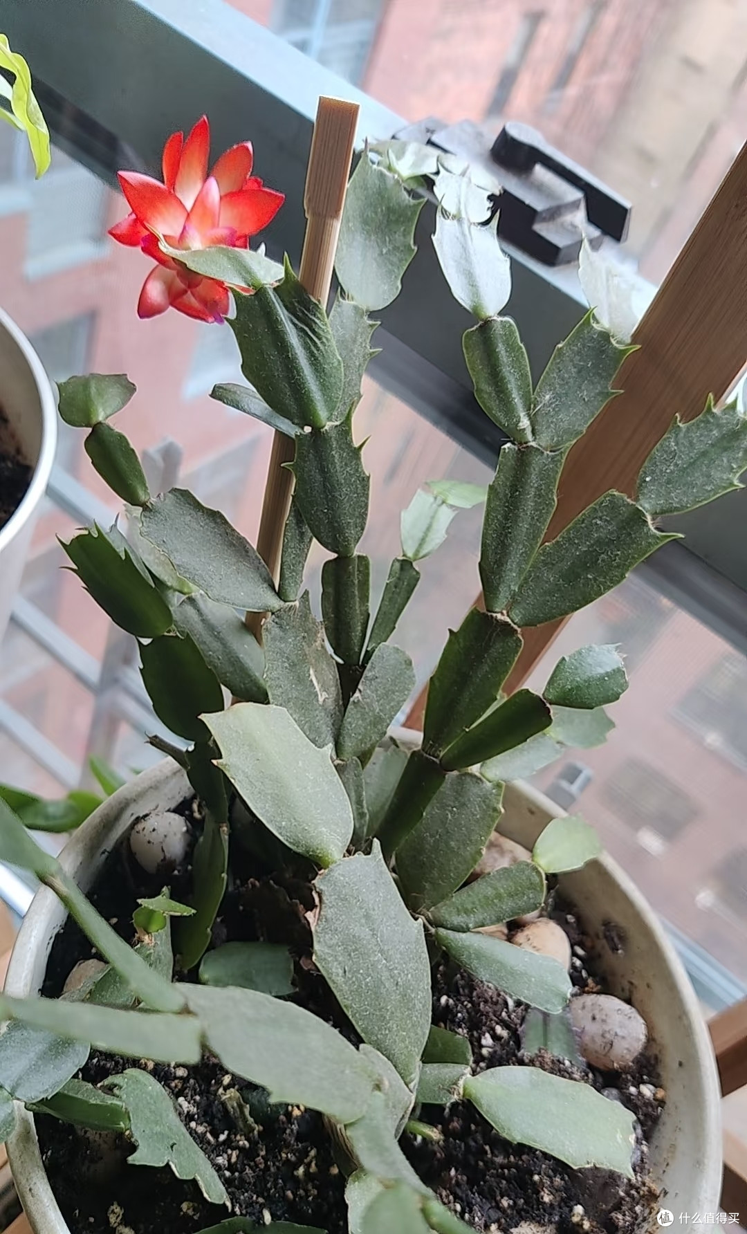 江苏一阿姨,“蟹爪兰开疯了”,红火又喜庆:花比叶多,好牛啊!