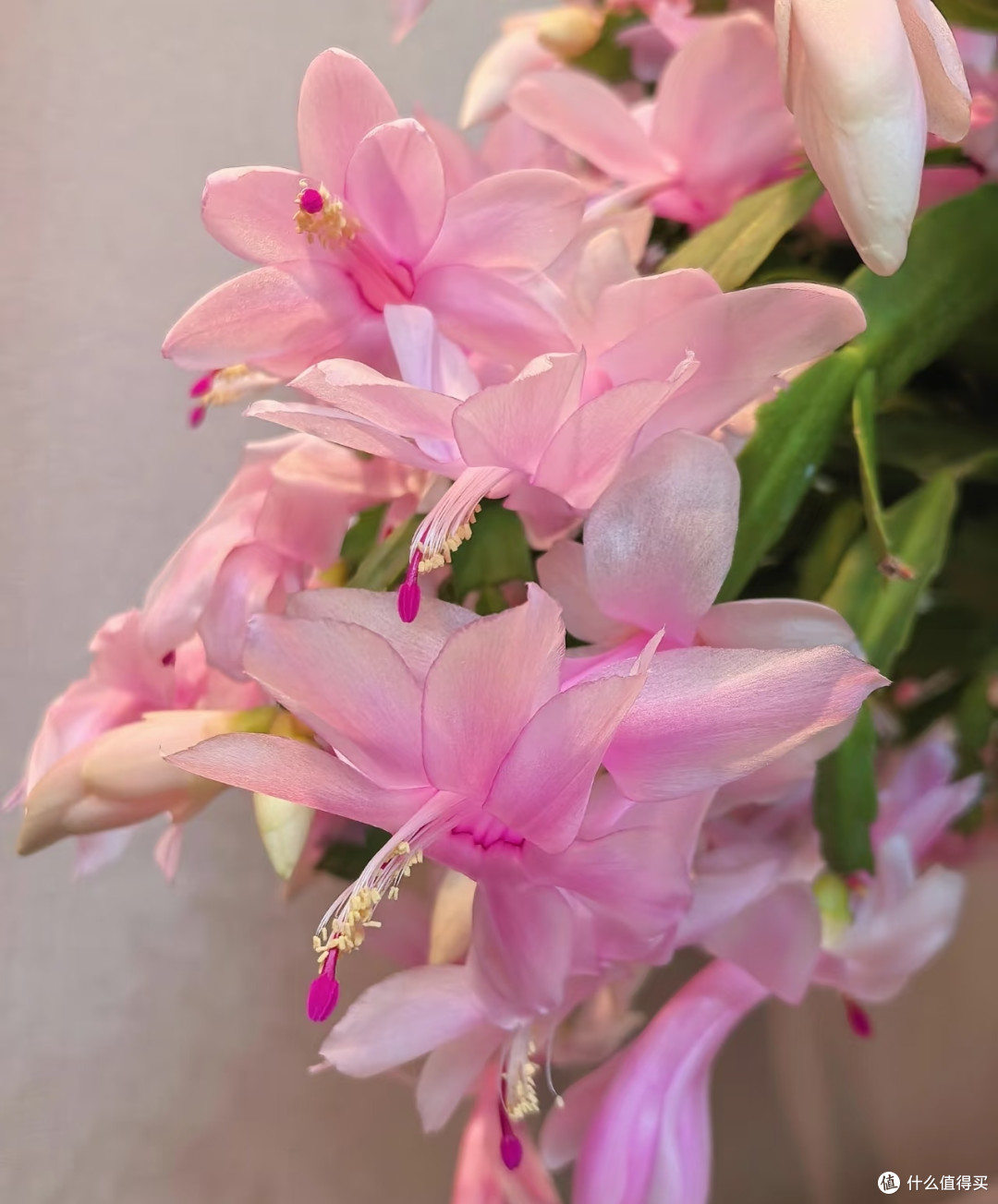 江苏一阿姨,“蟹爪兰开疯了”,红火又喜庆:花比叶多,好牛啊!