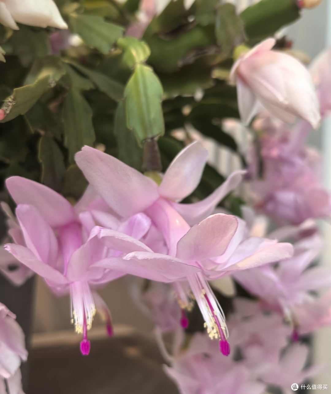 江苏一阿姨,“蟹爪兰开疯了”,红火又喜庆:花比叶多,好牛啊!