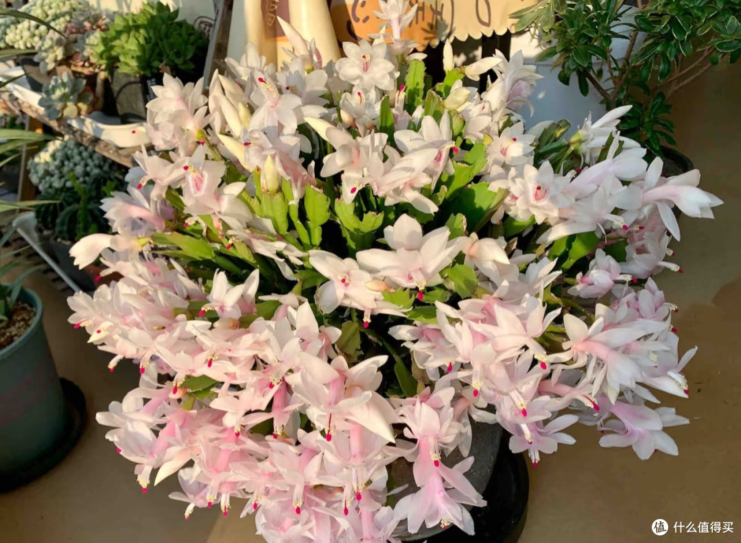 江苏一阿姨,“蟹爪兰开疯了”,红火又喜庆:花比叶多,好牛啊!