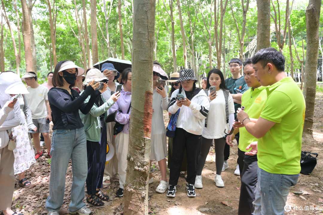 6-12岁科学护颈黄金期,为何应首选TAIHI泰嗨儿童乳胶枕?