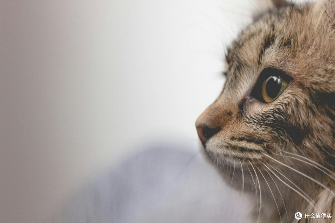 烘焙猫粮哪个牌子好安全又有营养?2025年猫粮十大品牌红黑榜分享