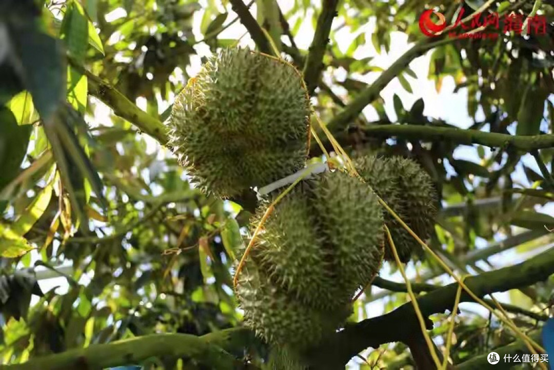 国产榴莲天价之谜:高成本背后,是种不出的困局,还是未来吃不起