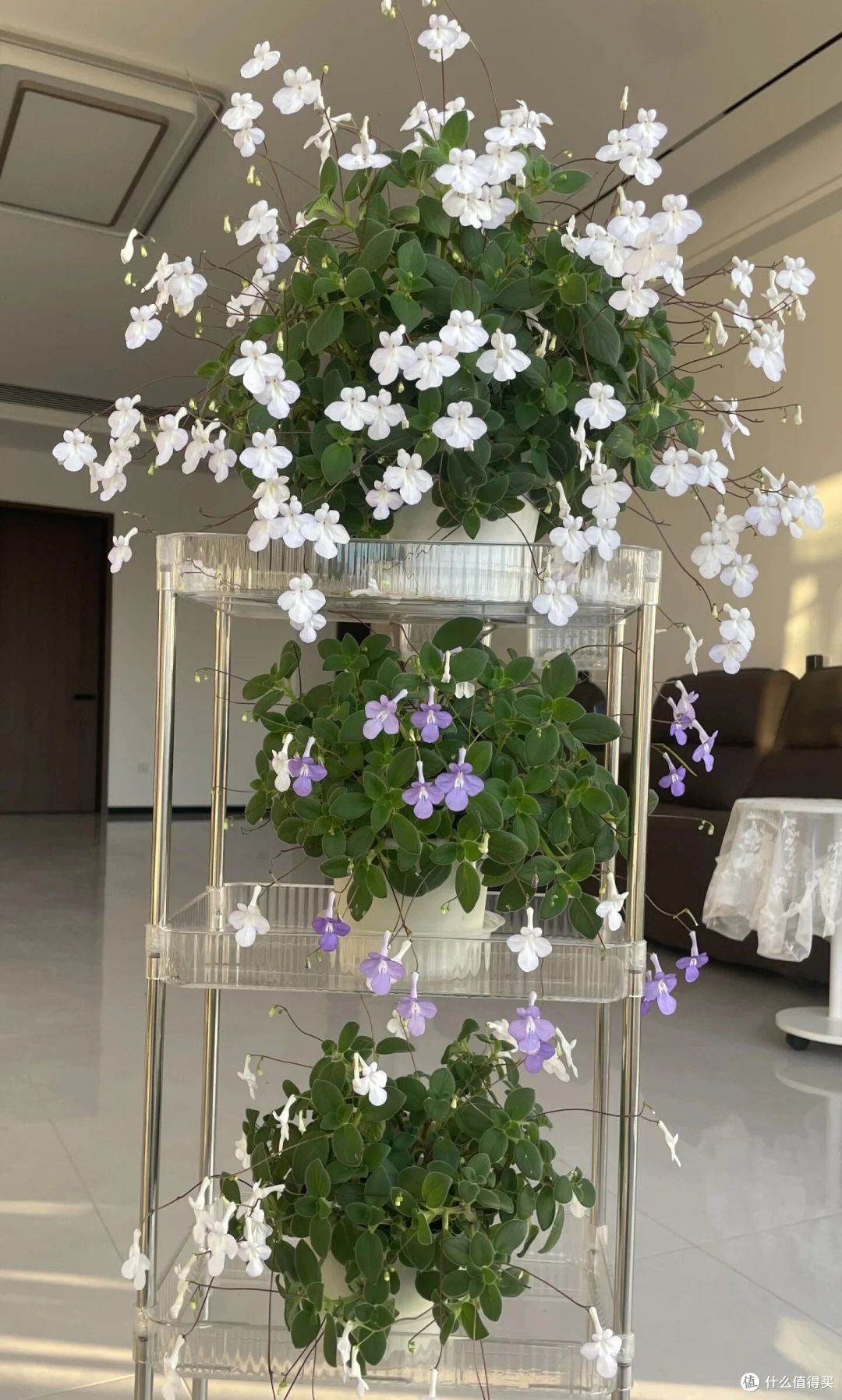北京一阿姨,因“阳台海豚花太仙”走红:又美又灵动,求秘籍!