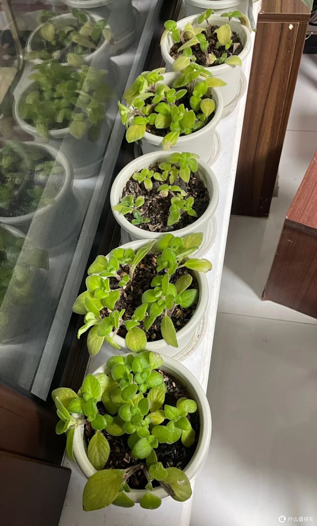 北京一阿姨,因“阳台海豚花太仙”走红:又美又灵动,求秘籍!