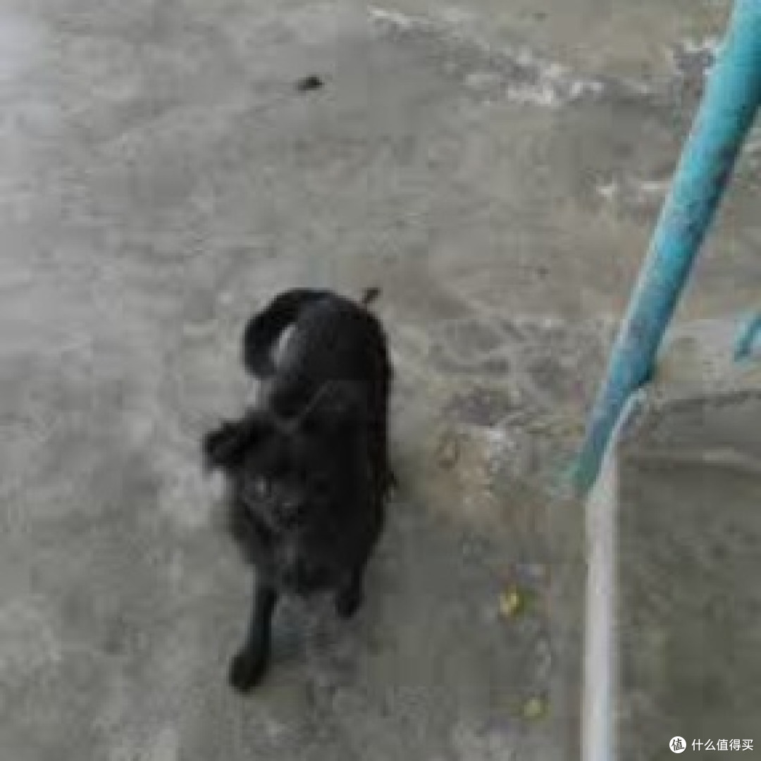 我家柯基学会指令的搞笑历程