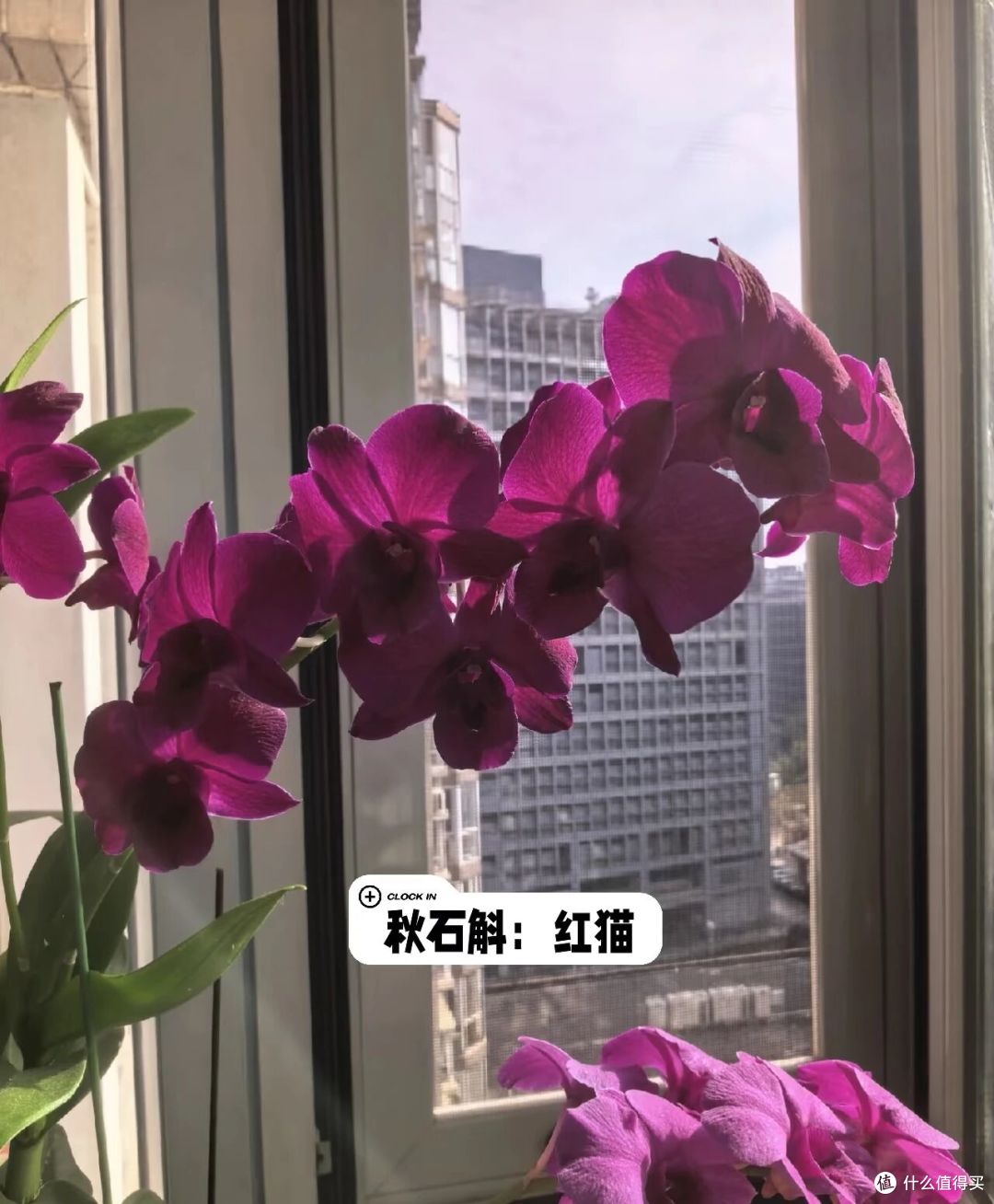 北京一大姐,“蝴蝶兰阳台太美”,叶肥花多:北方养这样,真牛!