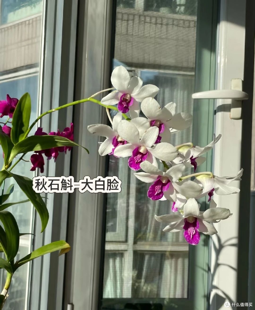 北京一大姐,“蝴蝶兰阳台太美”,叶肥花多:北方养这样,真牛!