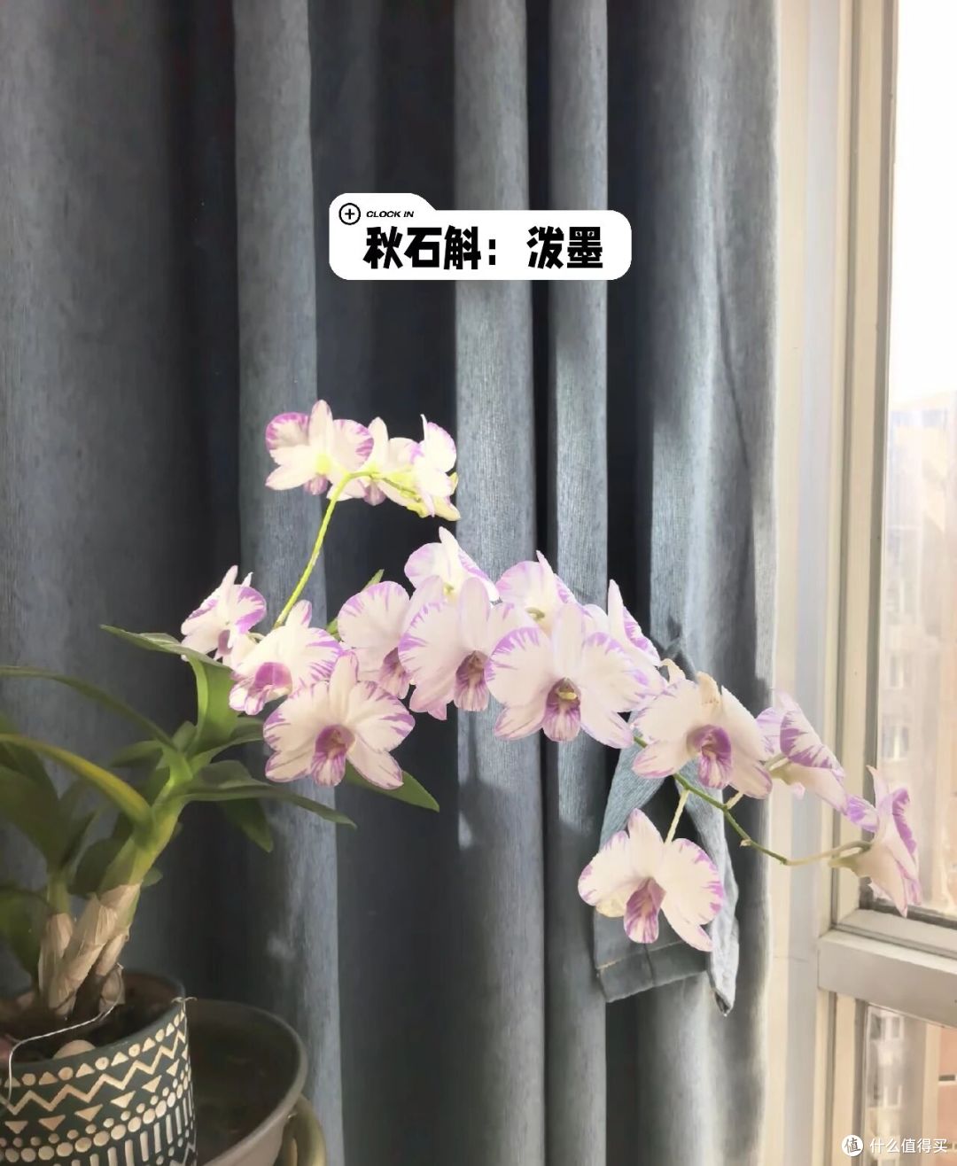 北京一大姐,“蝴蝶兰阳台太美”,叶肥花多:北方养这样,真牛!