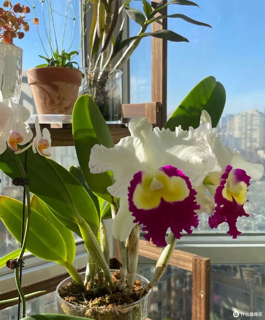 北京一大姐,“蝴蝶兰阳台太美”,叶肥花多:北方养这样,真牛!