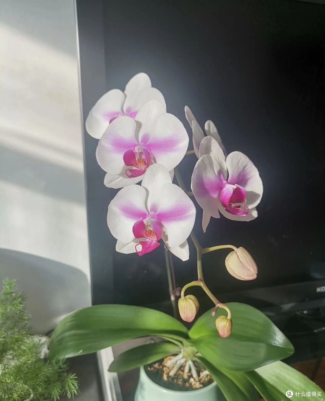 北京一大姐,“蝴蝶兰阳台太美”,叶肥花多:北方养这样,真牛!
