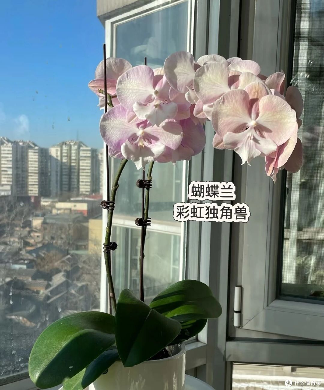 北京一大姐,“蝴蝶兰阳台太美”,叶肥花多:北方养这样,真牛!