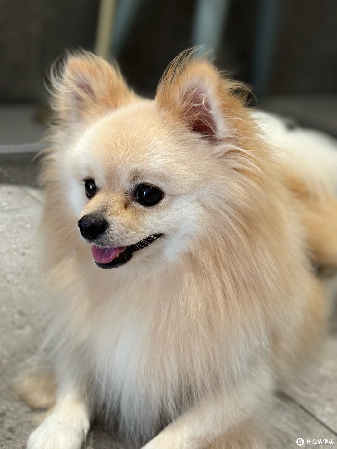 2025老年狗粮（高龄犬专属）优选榜单：抗衰与科学适配指南