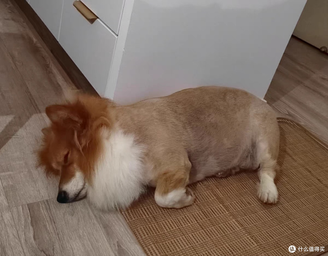 狗狗训练：从坐下到拒食