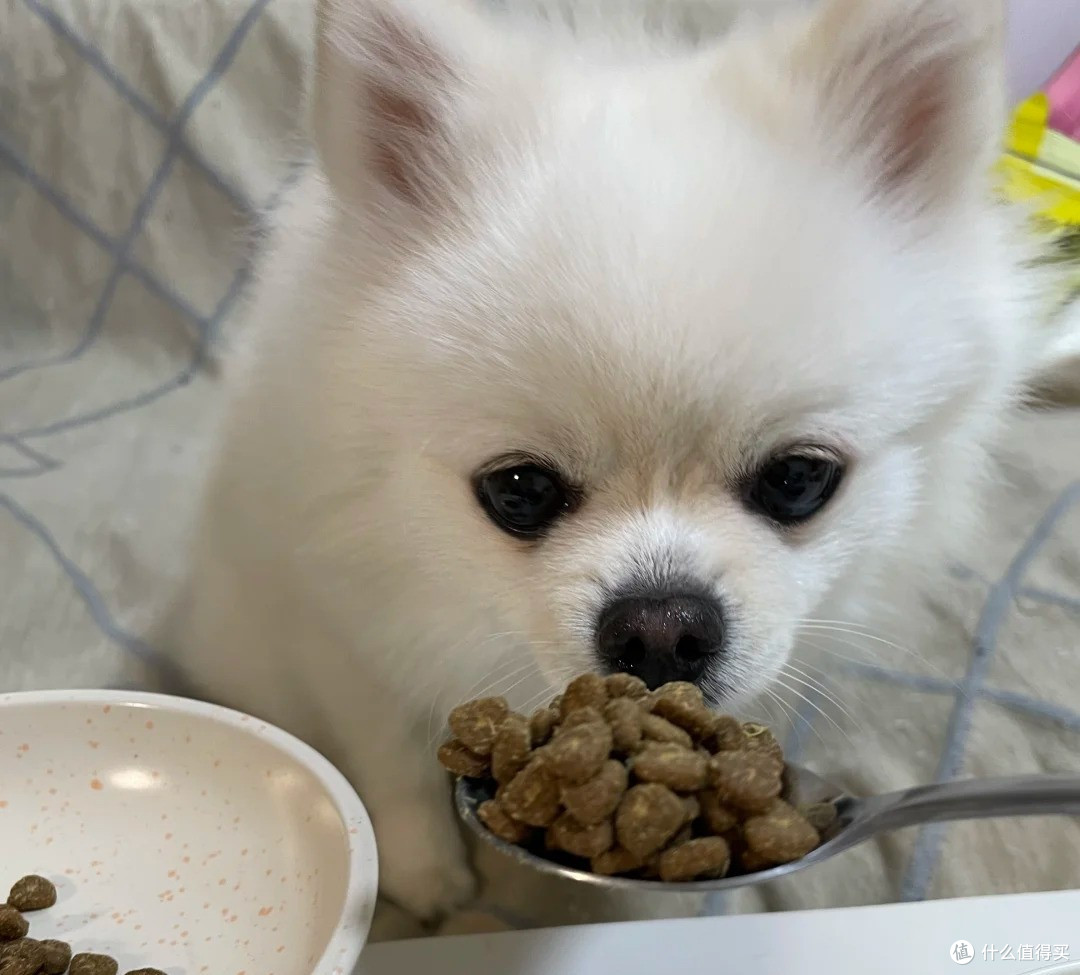 挑食严重的狗吃哪款狗粮好?深度测评整理烘焙狗粮排行前十必入款