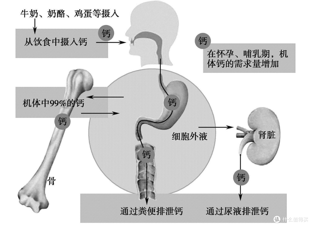 缺乏钙容易引起什么病,日常应该如何补充?