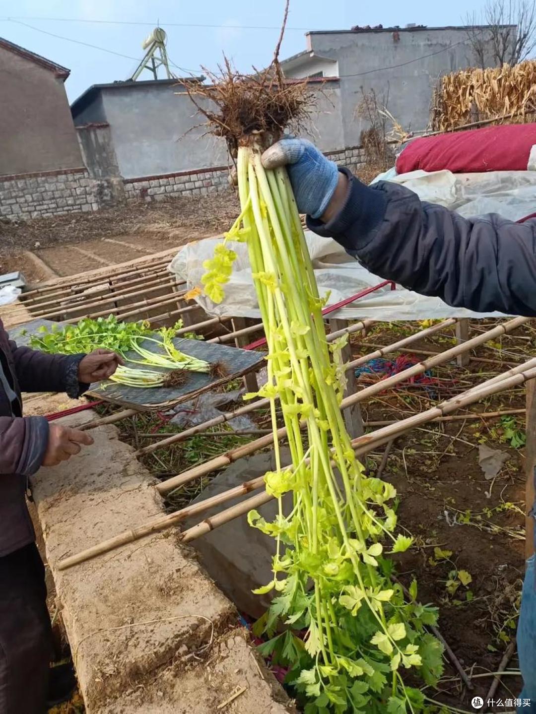 芹菜为什么不吃叶子?背后的“真相”,很多人都想不到!